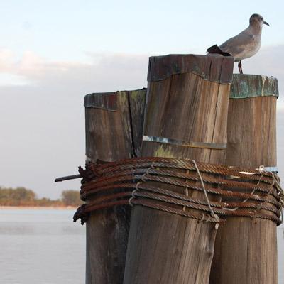 Keeping watch.