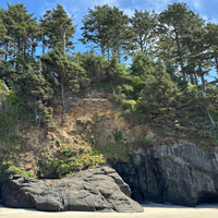 Trees from the rocks on the beach
